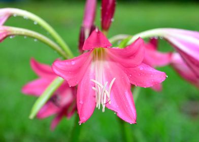 Lily and raindrops