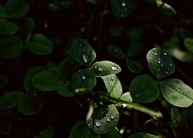 clover leaf with rain