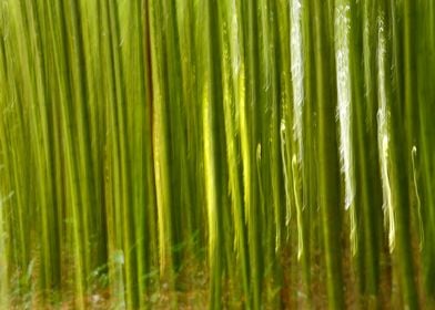 Nature bamboo abstract