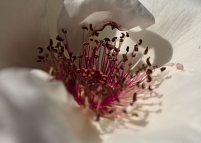 romantic rose macro