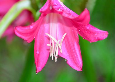 Crinum Lily and rain