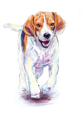 Running beagle dog