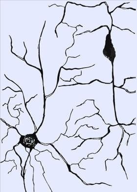 Cobweb Neurons