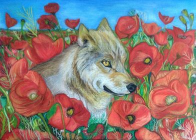Wolf and Red Poppies