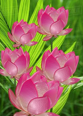 PinkLotus