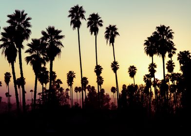 Los Angeles Palm Trees II