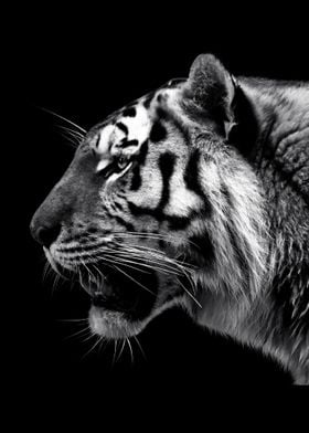 Tiger portrait poster 