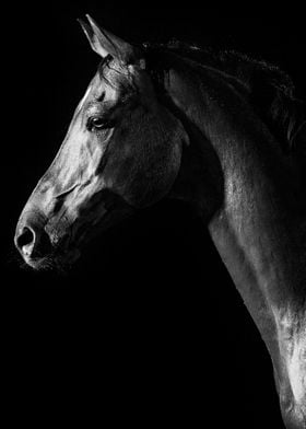 Horse portrait poster 