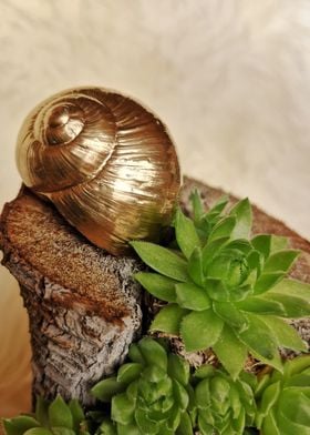 Golden snail succulent