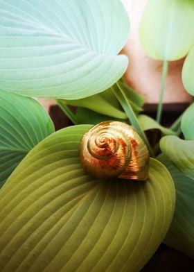 Golden snail leaf