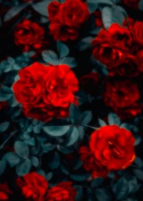 Red Roses