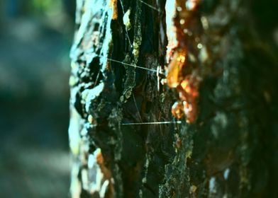 skin of a tree abstract