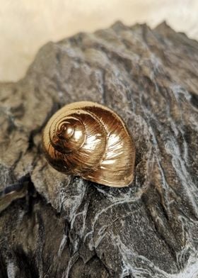 Snail blackstone