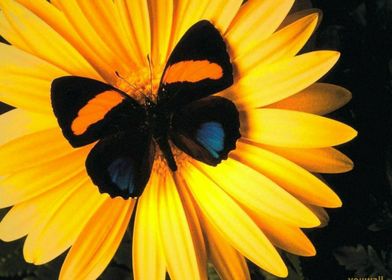 Black Butterfly Sunflower