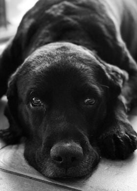 Dog in Black and White