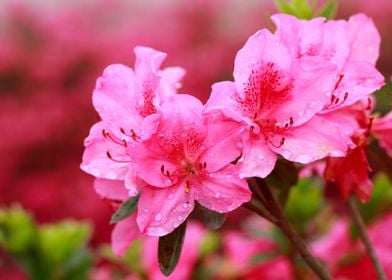 Azaleas