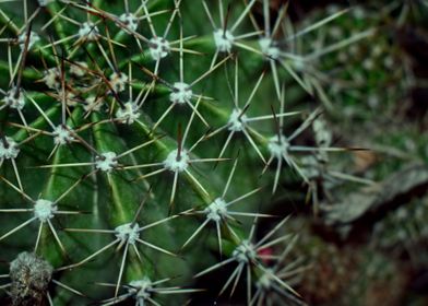 Green cactus thorns
