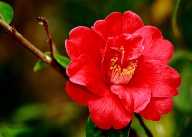 Camellia japonica