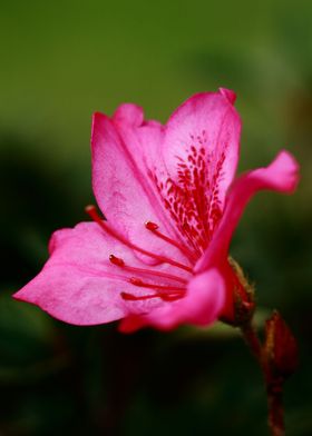 Azalea blooming