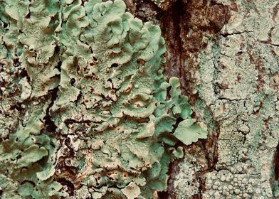 lichen on tree