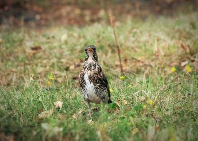 Curious fieldfare