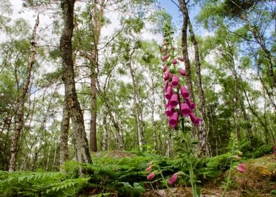 Digitalis into the forest