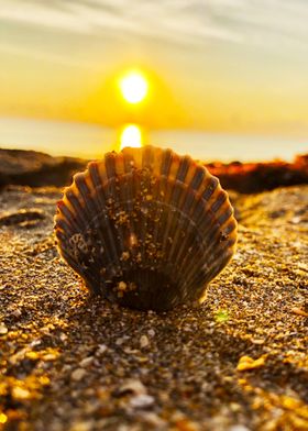 Seashell and Sunrise