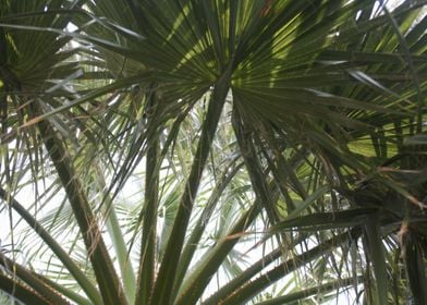 Dark Green Palms Leaves