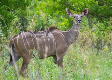 Female Khudu