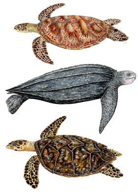 Sea turtles