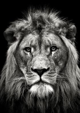 lion head black and white 