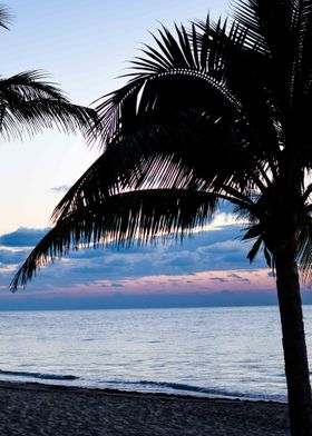 Island Palm Tree Sunrise