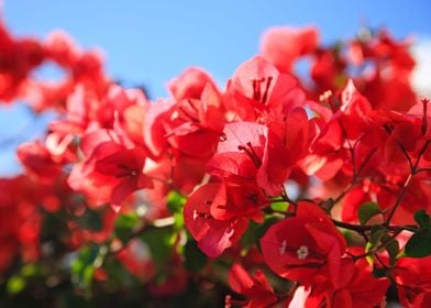 Bougainvilleas