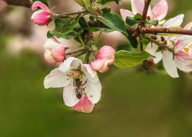 Just apple flowers and bee