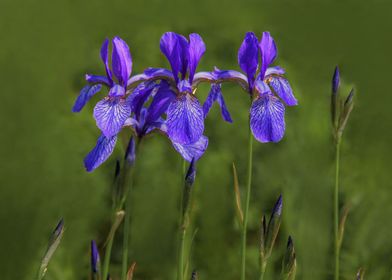 Three Blossoms of Iris