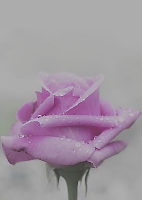 Pink rose for dreamer
