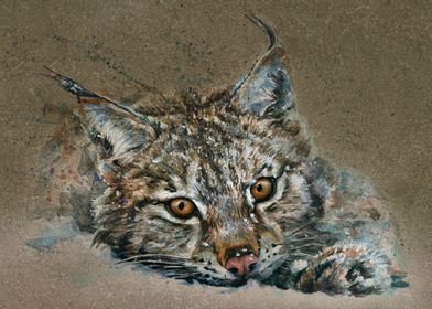 Lynx background