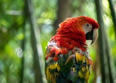 Portrait of a Parrot