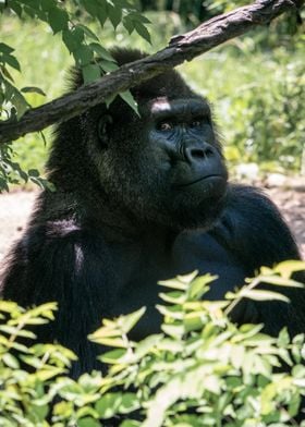 Suspicious Gorilla