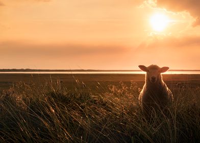 Young sheep in tall grass 