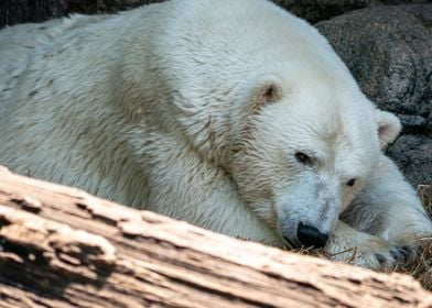 Sleepy Polar Bear