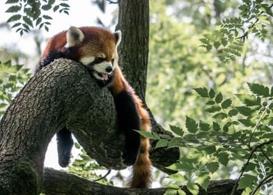 Portrait of a Red Panda