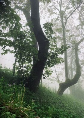Forest Morning Mist 2