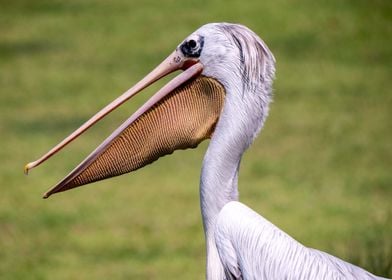 Portrait of a Pelican