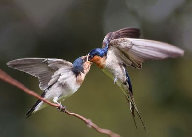 Welcome Swallows Feeding