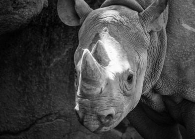 Portrait of a Rhino