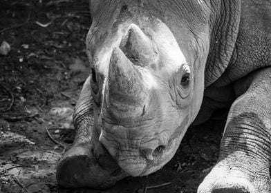 Portrait of a Rhino