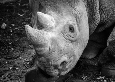 Portrait of a Rhino