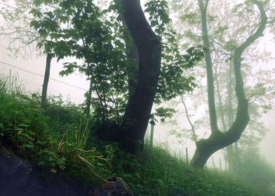 Forest Morning Mist 1