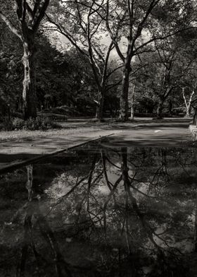 Central Park Puddle